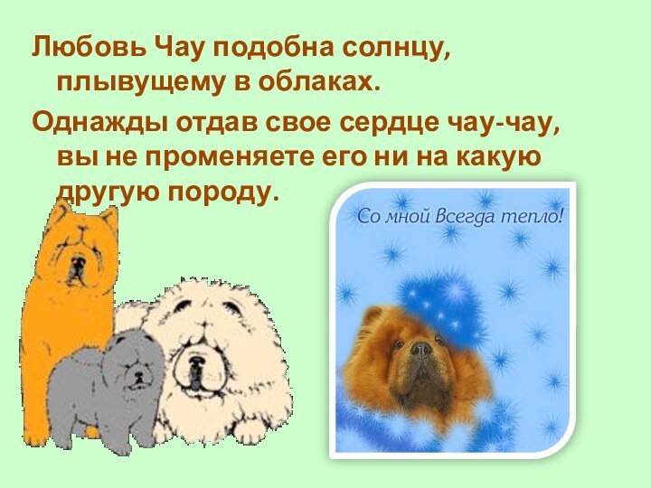 Любовь Чау подобна солнцу, плывущему в облаках.Однажды отдав свое сердце чау-чау, вы