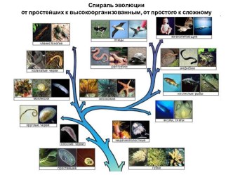 Спираль эволюцииот простейших к высокоорганизованным, от простого к сложному