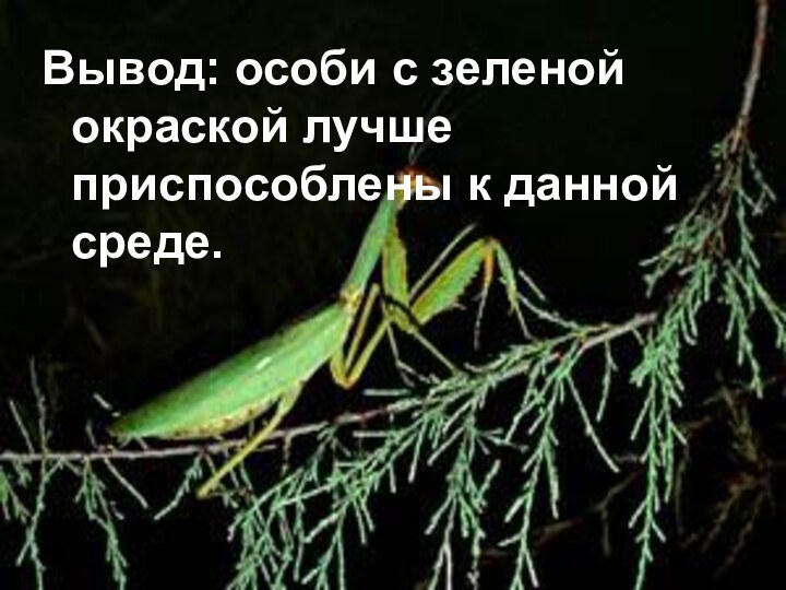 Вывод: особи с зеленой окраской лучше приспособлены к данной среде.