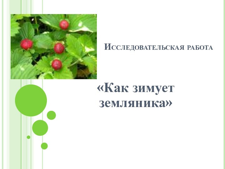 Исследовательская работа «Как зимует земляника»