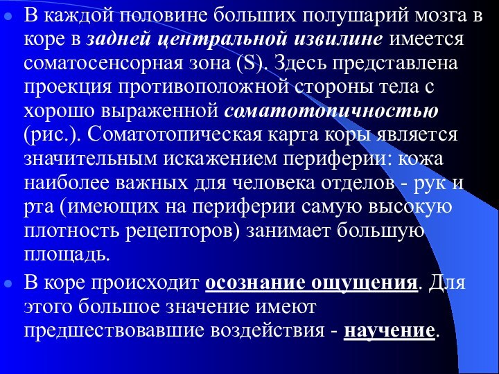 В каждой половине больших полушарий мозга в коре в задней центральной извилине