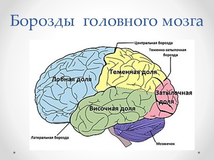 Борозды головного мозга