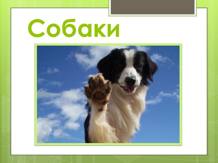 Собаки