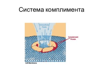 Система комплимента