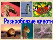 Разнообразие животных