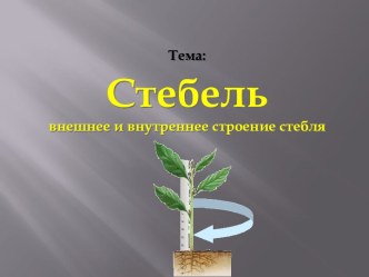 Стебель