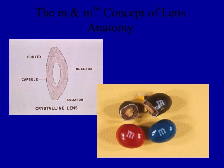 The m & m™ Concept of Lens Anatomy