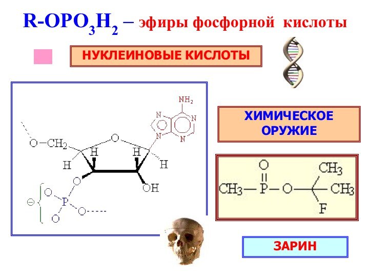 R-ОРO3H2 – эфиры фосфорной кислотыНУКЛЕИНОВЫЕ КИСЛОТЫХИМИЧЕСКОЕ ОРУЖИЕЗАРИН