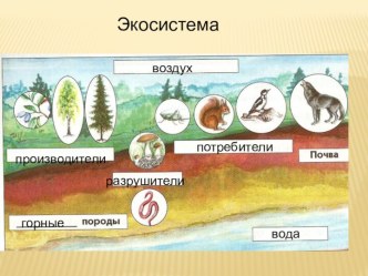 Экосистема