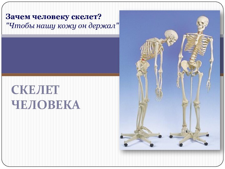 Скелет человекаЗачем человеку скелет?