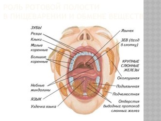 Роль ротовой полости в пищеварении и обмене веществ