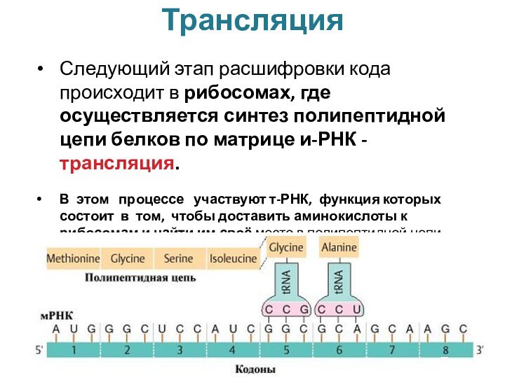 ТрансляцияСледующий этап расшифровки кода происходит в рибосомах, где осуществляется синтез полипептидной цепи