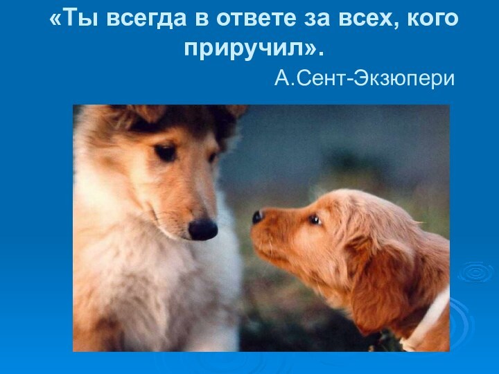 «Ты всегда в ответе за всех, кого приручил».