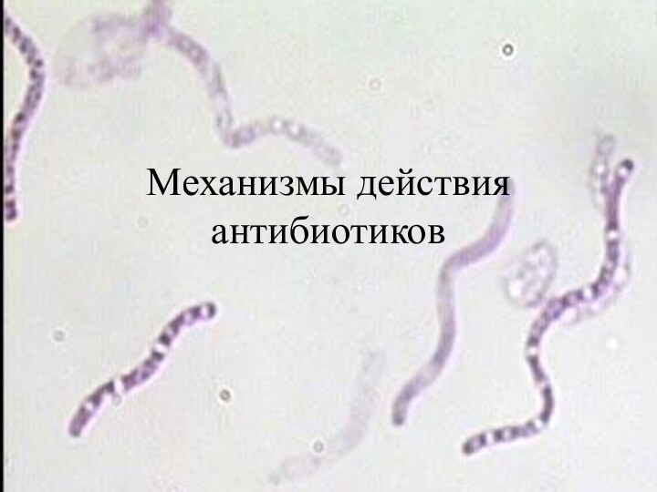 Механизмы действия антибиотиков