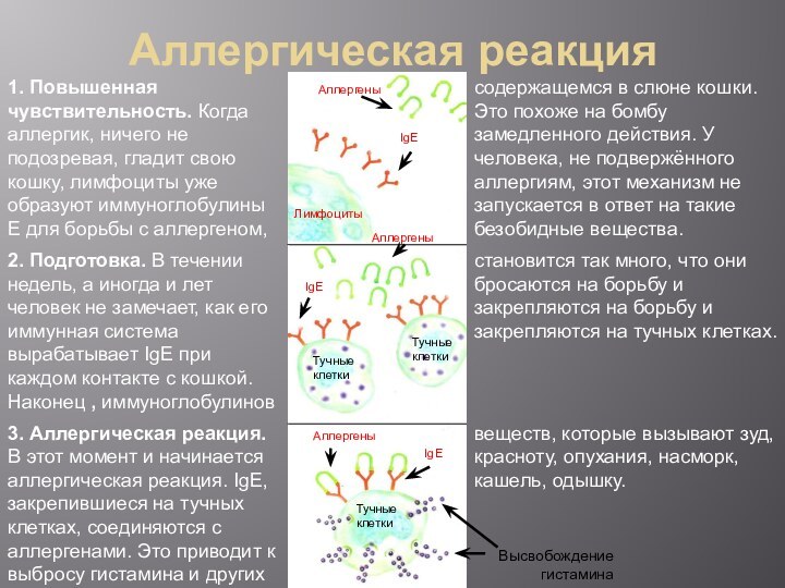 Аллергическая реакция     Аллергены Лимфоциты IgE