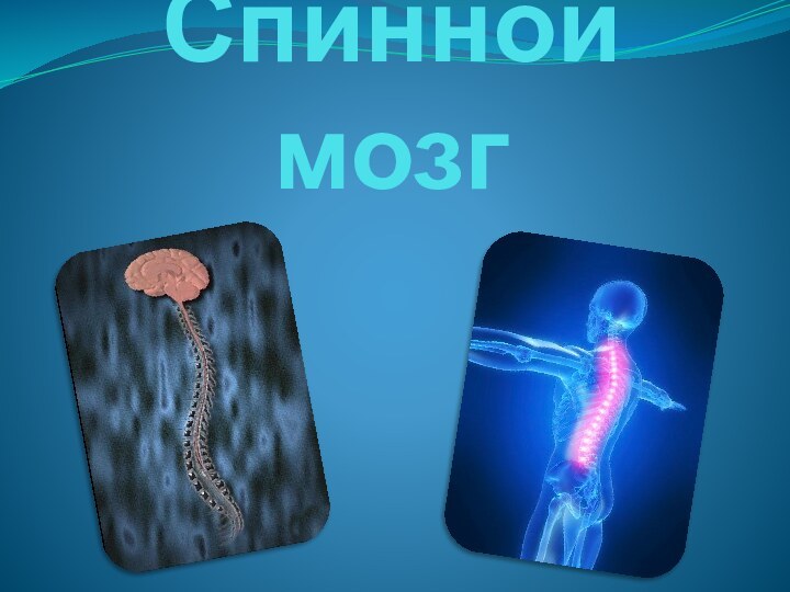 Спинной мозг