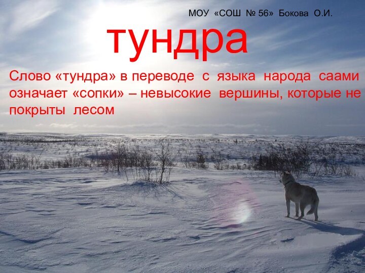 тундраСлово «тундра» в переводе с языка народа саами означает «сопки» – невысокие