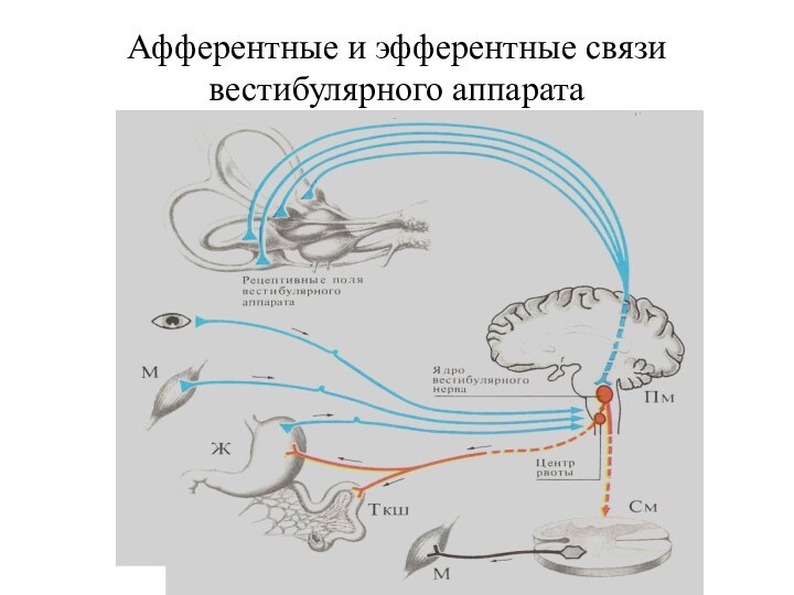 Афферентные и эфферентные связи вестибулярного аппарата