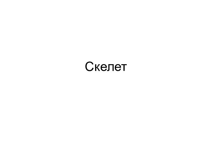 Скелет