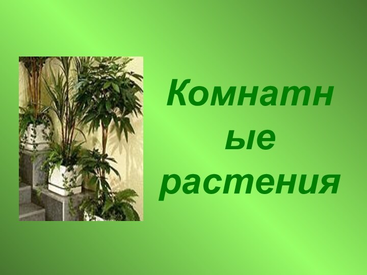 Комнатные растения