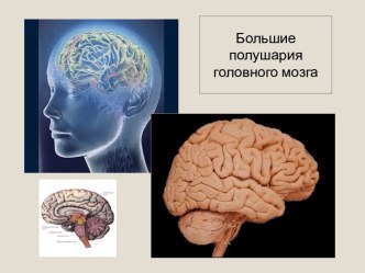 Большие полушария головного мозга