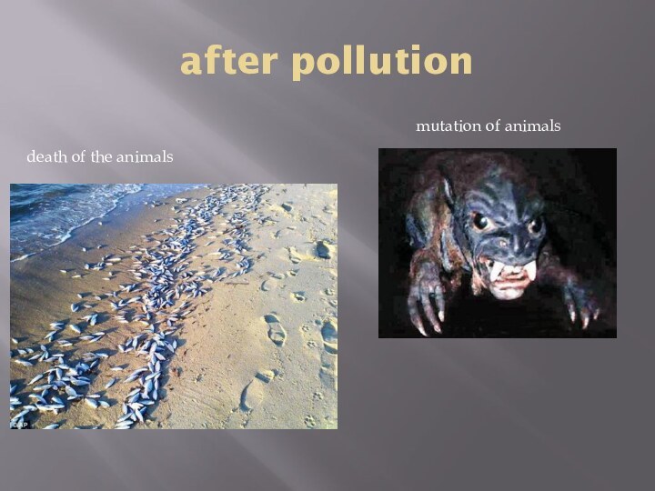 after pollutiondeath of the animalsmutation of animals