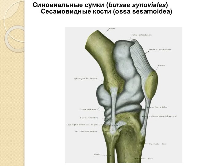 Синовиальные сумки (bursae synoviales) Сесамовидные кости (ossa sesamoidea)