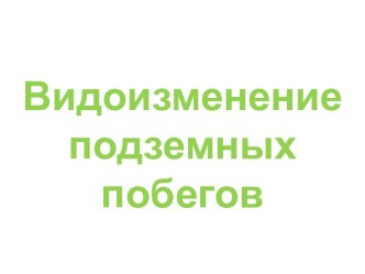 Видоизменение подземных побегов