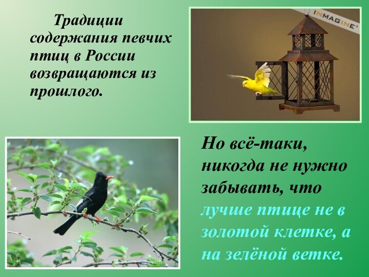 Традиции содержания певчих птиц в России возвращаются из прошлого. 		Но всё-таки, никогда