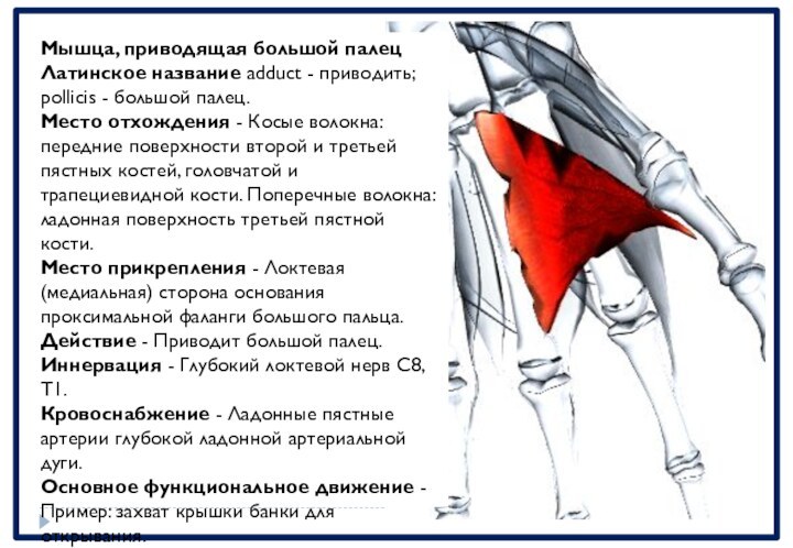 Мышца, приводящая большой палецЛатинское название adduct - приводить; pollicis - большой палец.Место отхождения - Косые