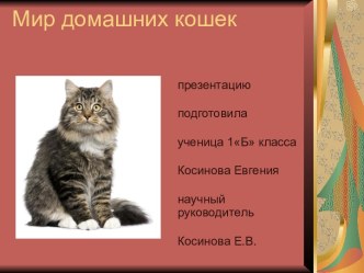 Мир домашних кошек