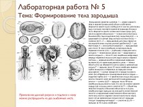 Лабораторная работа № 5Тема: Формирование тела зародыша