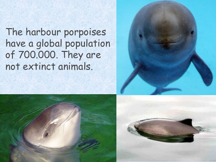 The harbour porpoises have a global population of 700.000. They are not extinct animals.