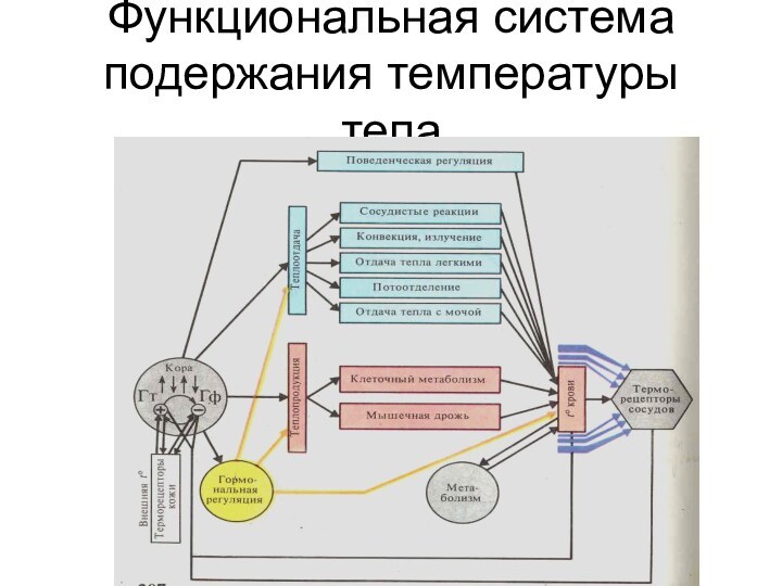 Функциональная система подержания температуры тела