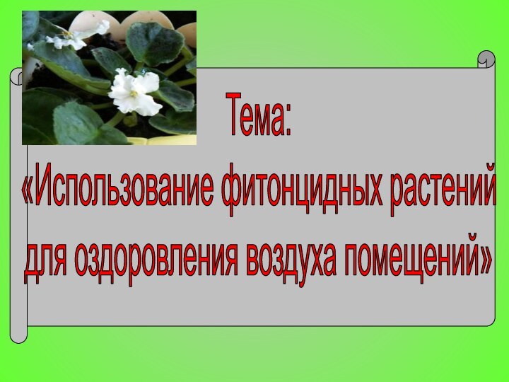 Тема: «Использование фитонцидных растений для оздоровления воздуха помещений»