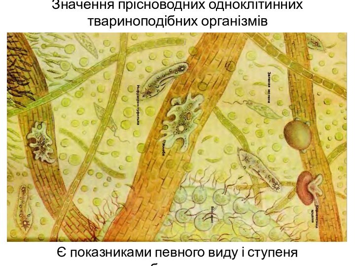 Значення прісноводних одноклітинних твариноподібних організмівЄ показниками певного виду і ступеня забруднення