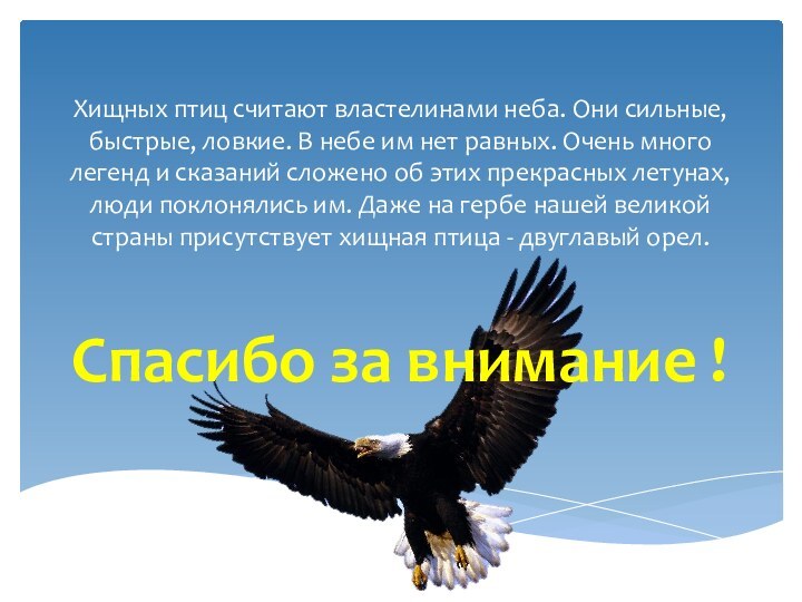 Хищных птиц считают властелинами неба. Они сильные, быстрые, ловкие. В небе им