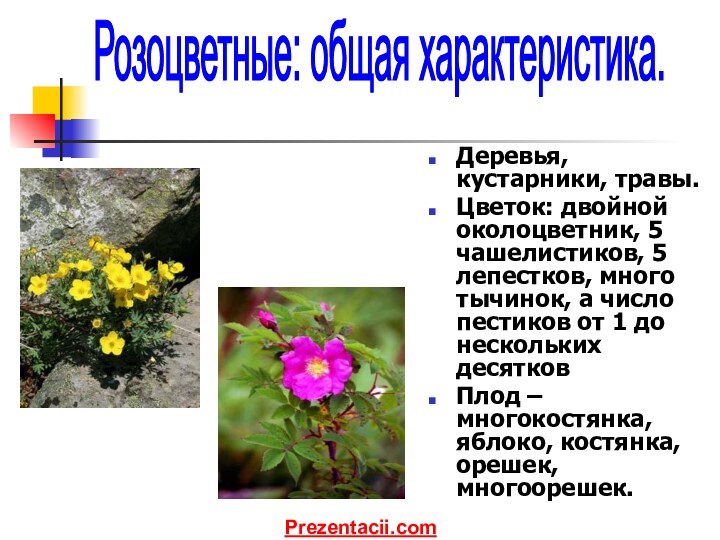 Деревья, кустарники, травы.Цветок: двойной околоцветник, 5 чашелистиков, 5 лепестков, много тычинок, а