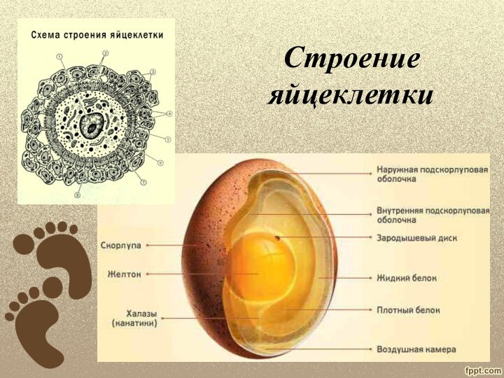 Строение яйцеклетки