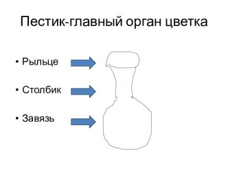 Пестик-главный орган цветка