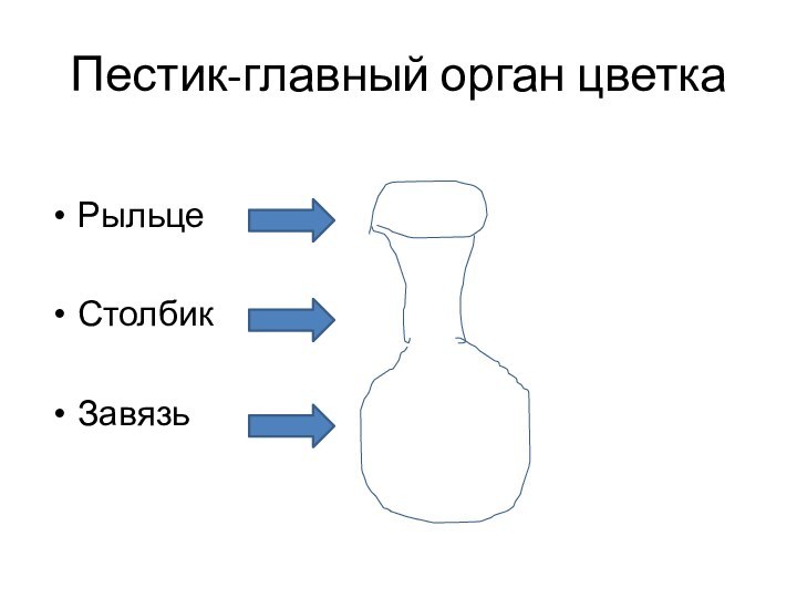 Пестик-главный орган цветкаРыльце           Столбик Завязь