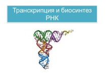 Транскрипция и биосинтез РНК