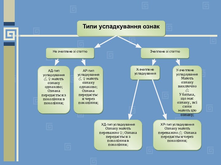 Типи успадкування ознакАД-тип успадкування♂, ♀ мають ознаку однаково;Ознака передається з покоління в