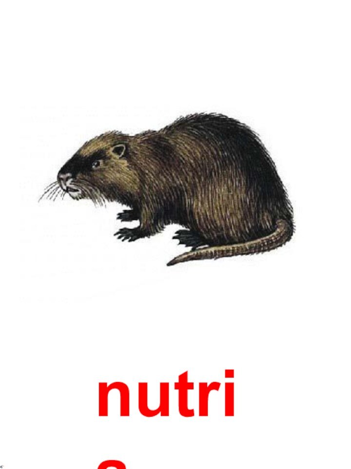 nutria