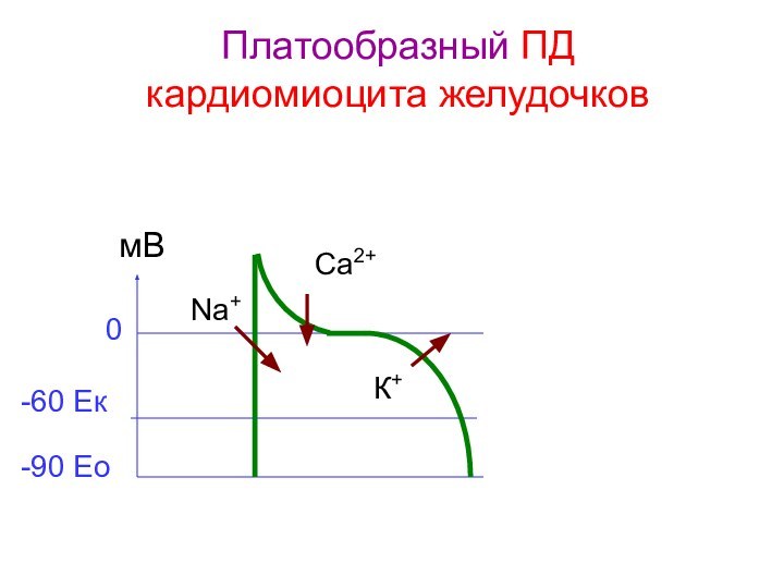 Платообразный ПД  кардиомиоцита желудочков -90 Ео-60 Ек0мВNa+Са2+К+