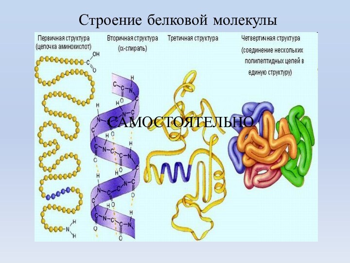 Строение белковой молекулыСАМОСТОЯТЕЛЬНО