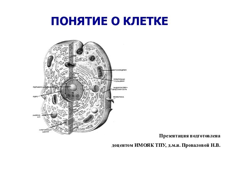 ПОНЯТИЕ О КЛЕТКЕПрезентация подготовленадоцентом ИМОЯК ТПУ, д.м.н. Проваловой Н.В.