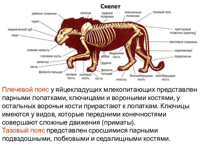 Плечевой пояс у яйцекладущих млекопитающих представлен парными лопатками, ключицами и вороньими костями,