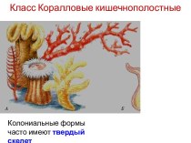 Класс Коралловыекишечнополостные