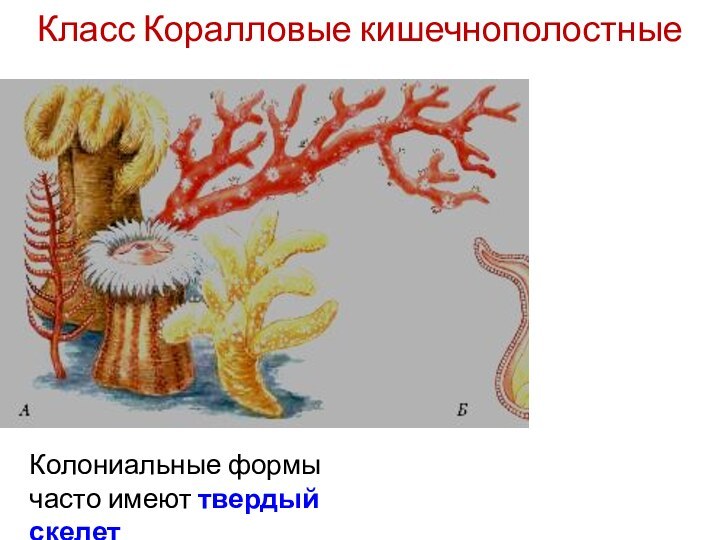 Класс Коралловые кишечнополостные Колониальные формы часто имеют твердый скелет